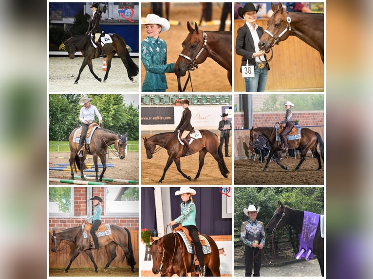 American Quarter Horse Hengst Veulen (03/2026) 158 cm Bruin in Rosenfeld