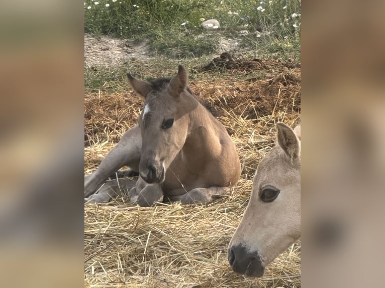 American Quarter Horse Hengst Veulen (07/2026) 158 cm Grullo in Opi