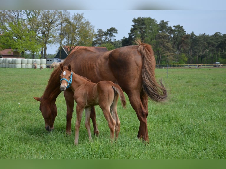 American Quarter Horse Hengst Veulen (04/2026) 158 cm Vos in Nordhorn