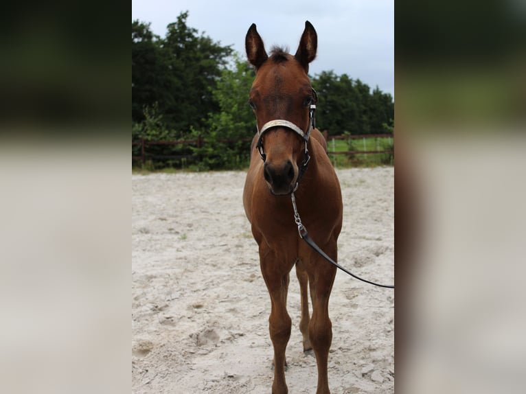 American Quarter Horse Hengst Veulen (06/2025) 160 cm Bruin in Midwolde