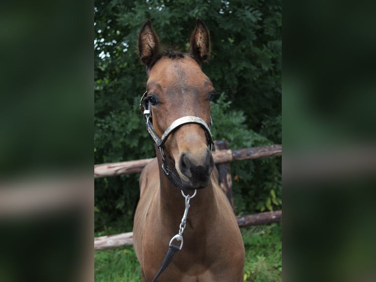 American Quarter Horse Hengst Veulen (06/2025) 160 cm Bruin in Midwolde