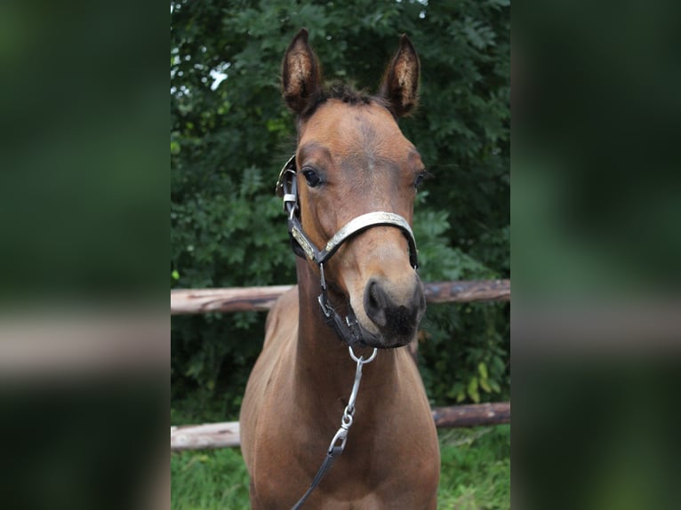 American Quarter Horse Hengst Veulen (06/2025) 160 cm Bruin in Midwolde