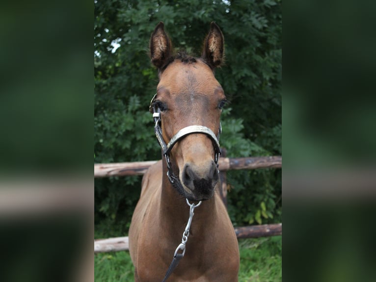 American Quarter Horse Hengst Veulen (06/2025) 160 cm Bruin in Midwolde