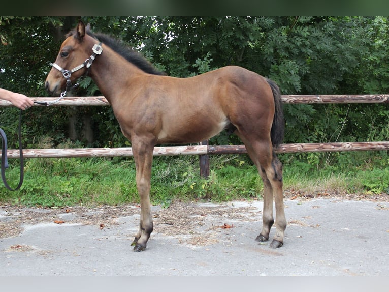 American Quarter Horse Hengst Veulen (06/2025) 160 cm Bruin in Midwolde
