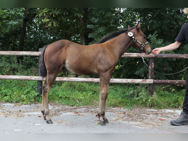 American Quarter Horse Hengst Veulen (06/2025) 160 cm Bruin in Midwolde