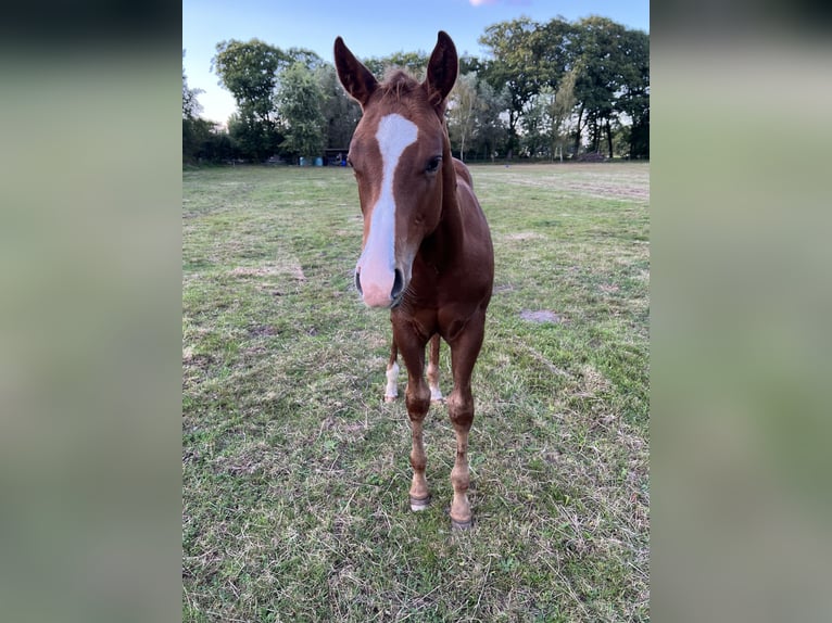 American Quarter Horse Hengst Veulen (05/2025) 160 cm Roodbruin in Brummen