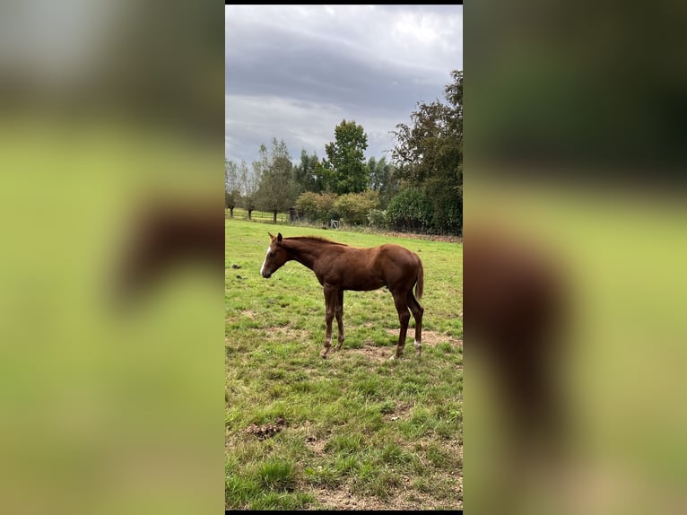 American Quarter Horse Hengst Veulen (05/2025) 160 cm Roodbruin in Brummen