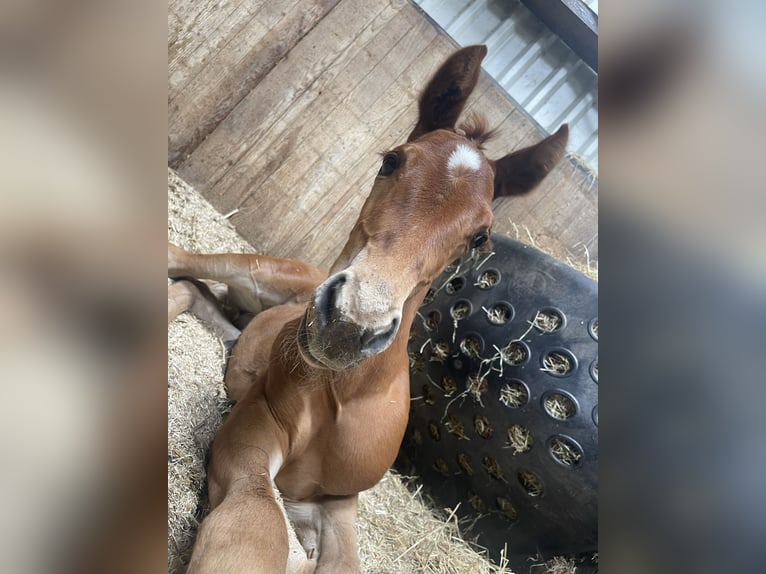 American Quarter Horse Hengst veulen (06/2024) 160 cm Vos in Midwolde