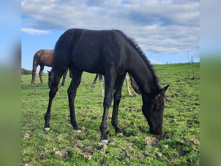 American Quarter Horse Hengst Veulen (06/2025) 160 cm Zwart in Luxemburg