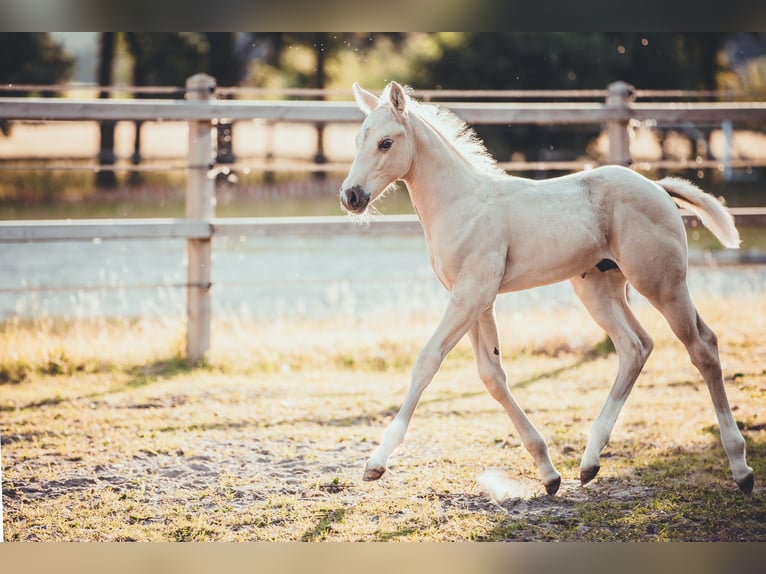 American Quarter Horse Hengst Veulen (05/2025) 163 cm Palomino in Rheine American Quarter Horse Hengst Veulen (05/2025) 163 cm Palomino in Rheine