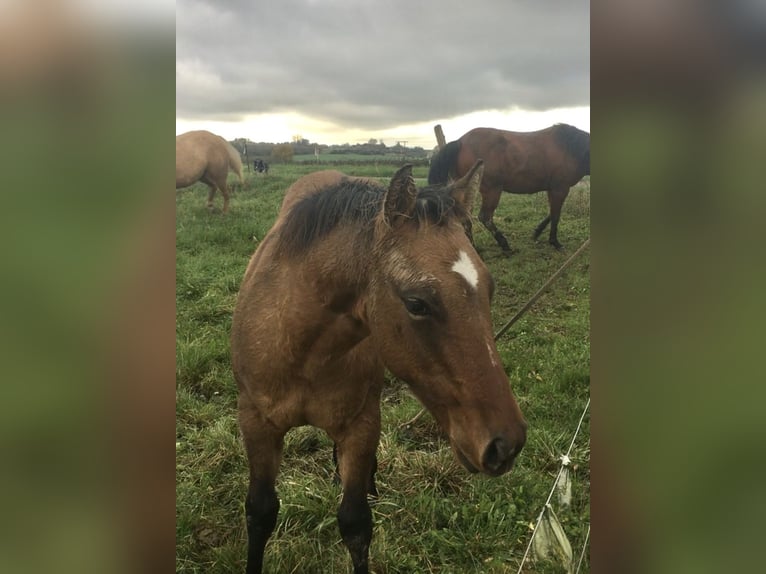 American Quarter Horse Hengst veulen (04/2024) Brown Falb schimmel in Petit-Réderching