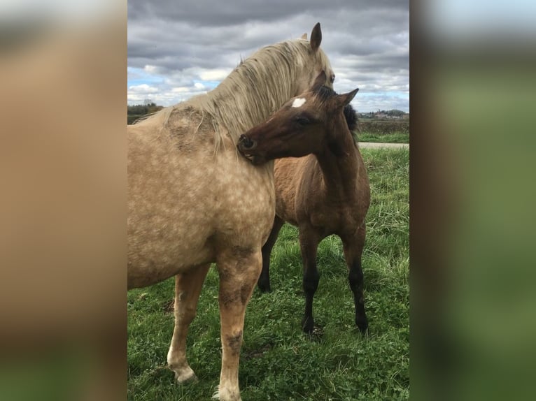 American Quarter Horse Hengst veulen (04/2024) Brown Falb schimmel in Petit-Réderching