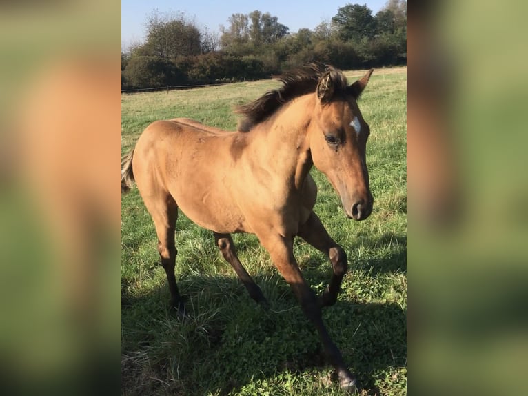 American Quarter Horse Hengst veulen (04/2024) Brown Falb schimmel in Petit-Réderching