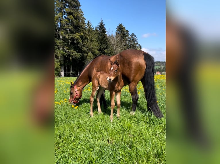 American Quarter Horse Hengst Veulen (04/2026) Bruin in Althengstett