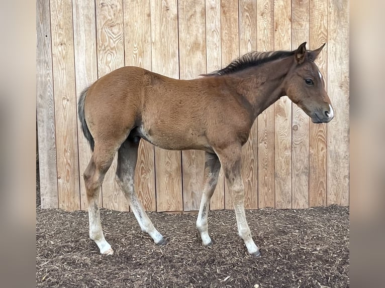 American Quarter Horse Hengst Veulen (04/2026) Bruin in Althengstett