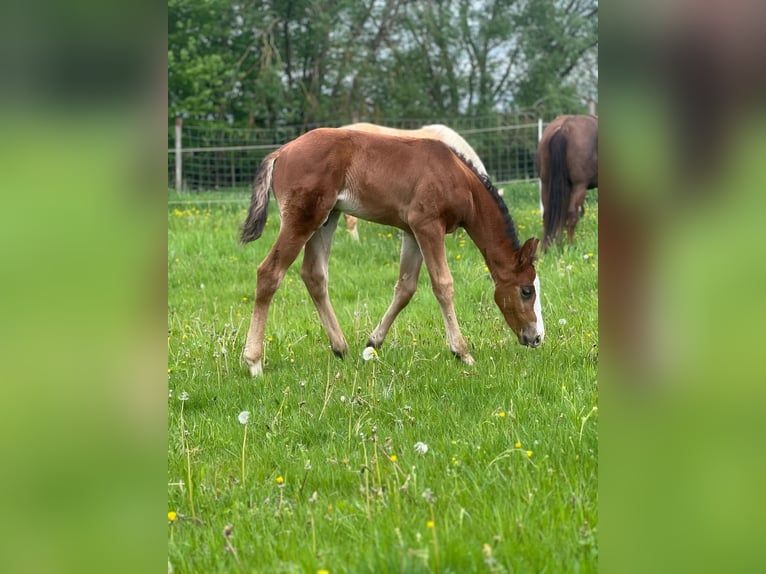 American Quarter Horse Hengst  Bruin in Laubach