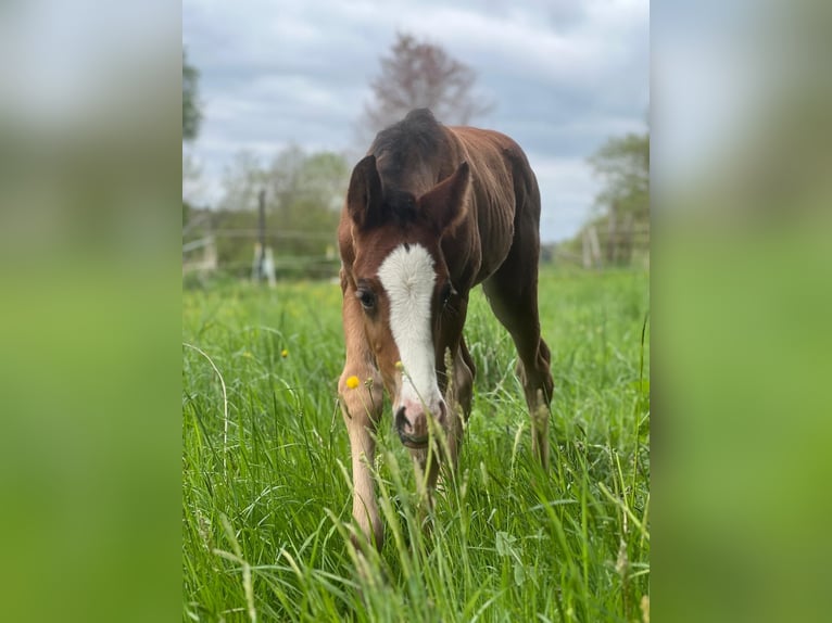 American Quarter Horse Hengst  Bruin in Laubach