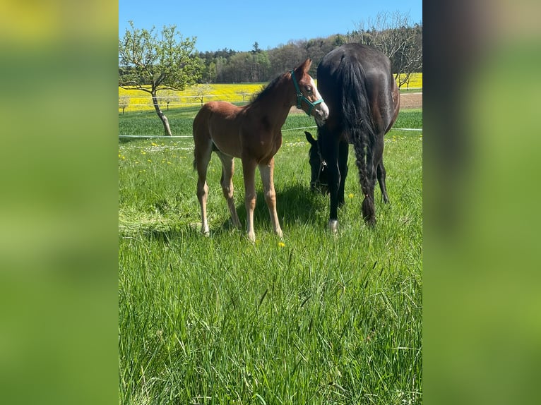 American Quarter Horse Hengst  Bruin in Laubach