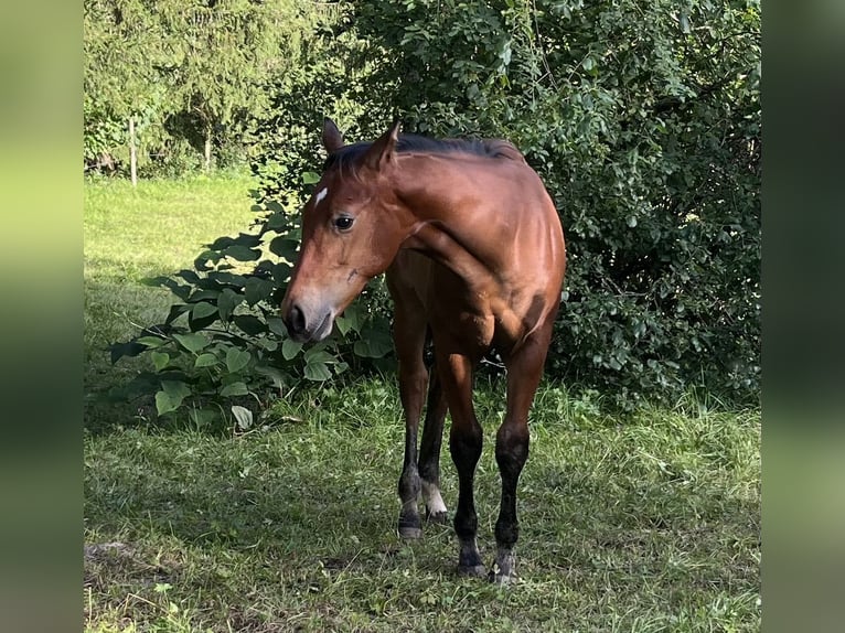 American Quarter Horse Hengst veulen (03/2024) Bruin in Rosenfeld