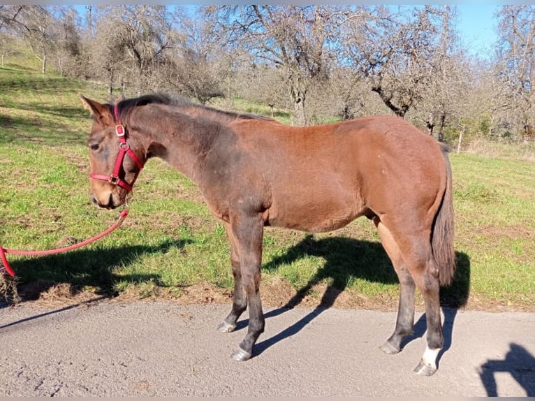 American Quarter Horse Hengst veulen (03/2024) Bruin in Rosenfeld