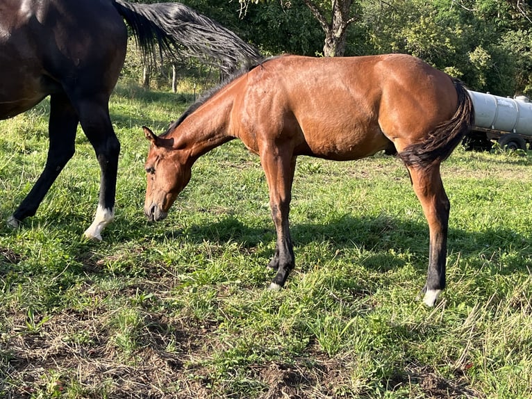 American Quarter Horse Hengst veulen (03/2024) Bruin in Rosenfeld