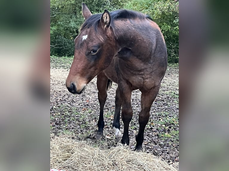 American Quarter Horse Hengst veulen (03/2024) Bruin in Rosenfeld