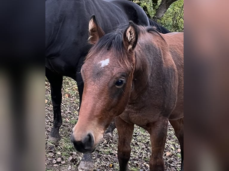 American Quarter Horse Hengst veulen (03/2024) Bruin in Rosenfeld