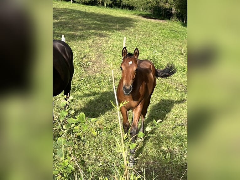 American Quarter Horse Hengst veulen (03/2024) Bruin in Rosenfeld