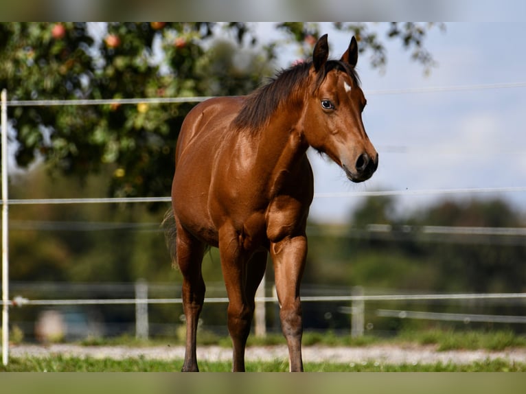 American Quarter Horse Hengst Veulen (02/2025) Bruin in Gunskirchen