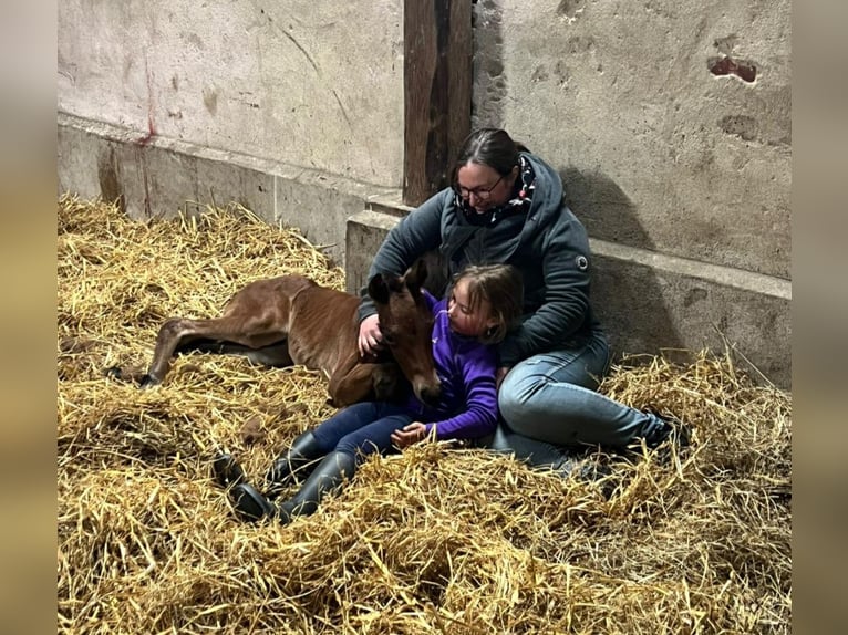 American Quarter Horse Hengst Veulen (03/2025) Bruin in Marklohe