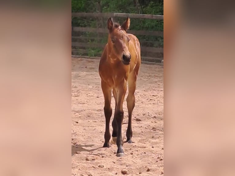 American Quarter Horse Hengst Veulen (04/2026) Bruin in Gerabronn