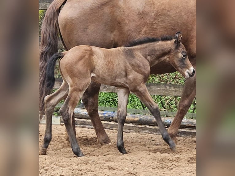 American Quarter Horse Hengst Veulen (04/2026) Bruin in Gerabronn