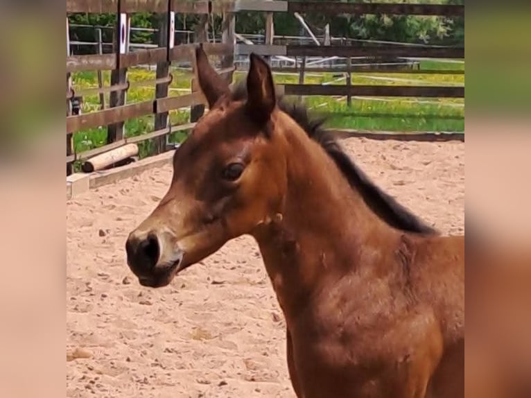 American Quarter Horse Hengst Veulen (04/2026) Bruin in Gerabronn