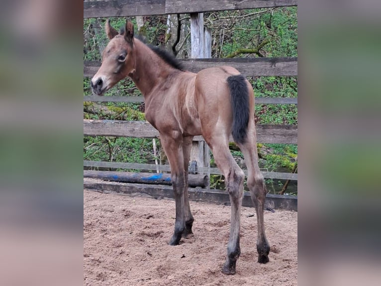 American Quarter Horse Hengst Veulen (04/2026) Bruin in Gerabronn