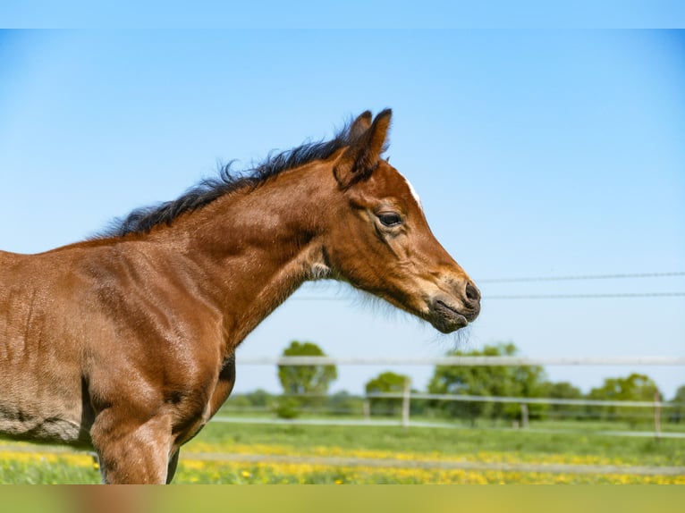 American Quarter Horse Hengst  Bruin in Friedeburg