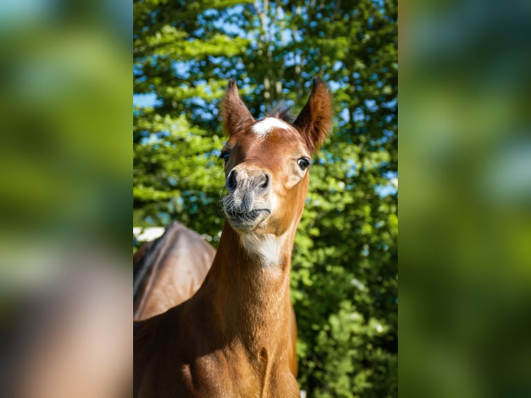 American Quarter Horse Hengst  Bruin in Friedeburg