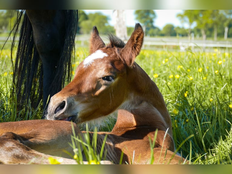 American Quarter Horse Hengst  Bruin in Friedeburg