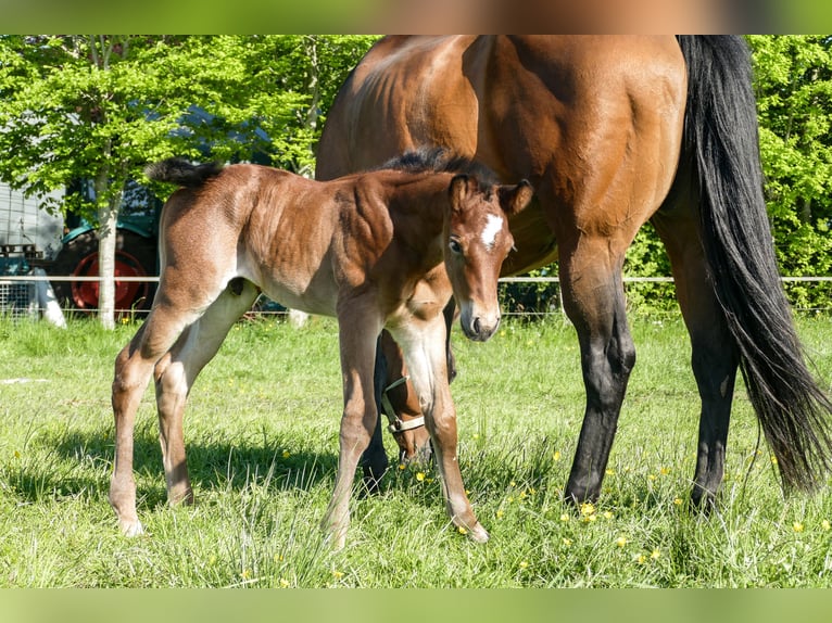 American Quarter Horse Hengst  Bruin in Friedeburg