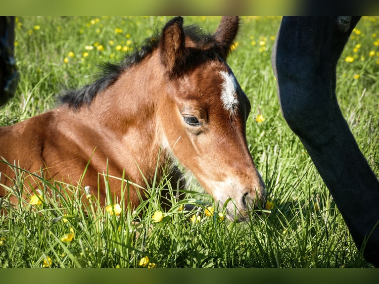 American Quarter Horse Hengst  Bruin in Friedeburg