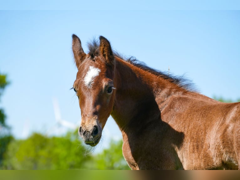 American Quarter Horse Hengst  Bruin in Friedeburg