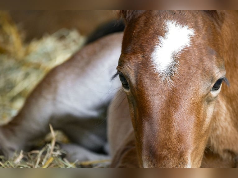 American Quarter Horse Hengst  Bruin in Friedeburg