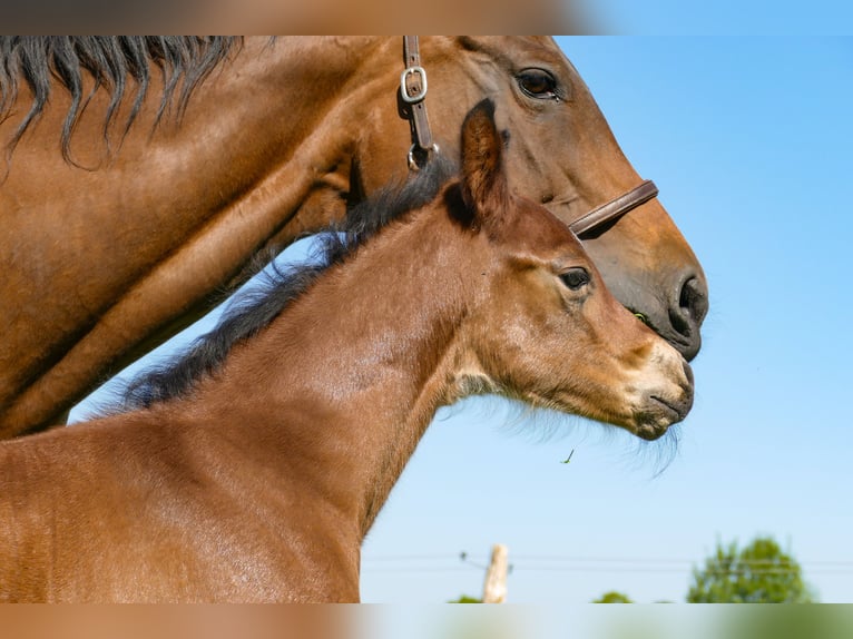 American Quarter Horse Hengst  Bruin in Friedeburg