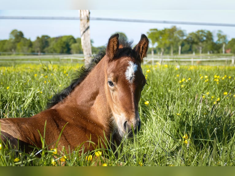 American Quarter Horse Hengst  Bruin in Friedeburg
