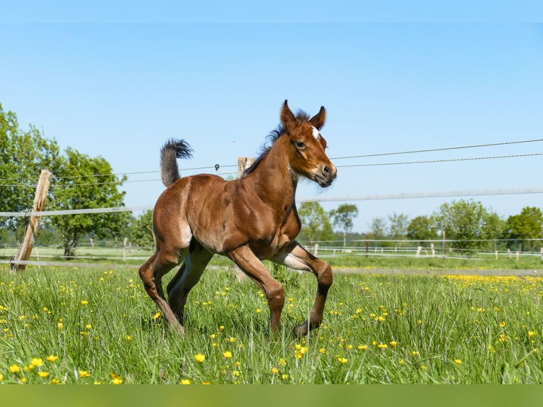 American Quarter Horse Hengst  Bruin in Friedeburg