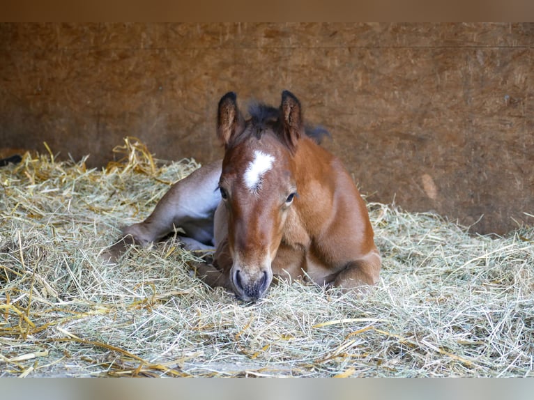 American Quarter Horse Hengst  Bruin in Friedeburg