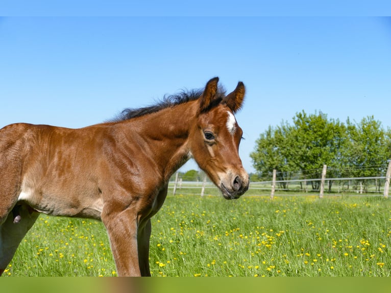 American Quarter Horse Hengst  Bruin in Friedeburg