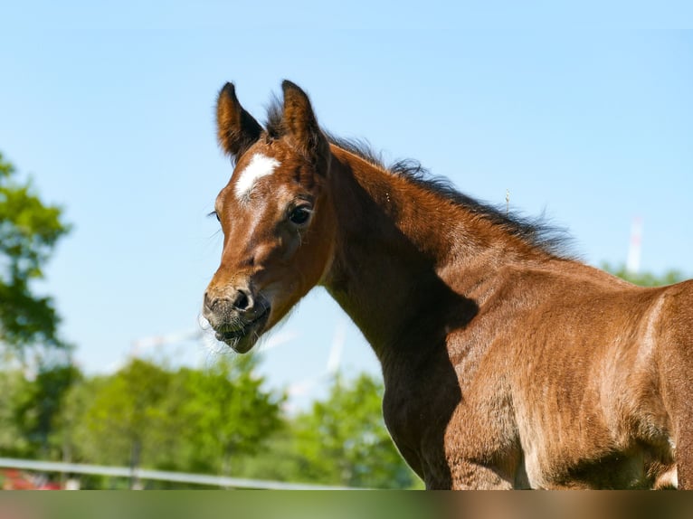 American Quarter Horse Hengst  Bruin in Friedeburg