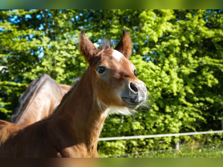 American Quarter Horse Hengst  Bruin in Friedeburg