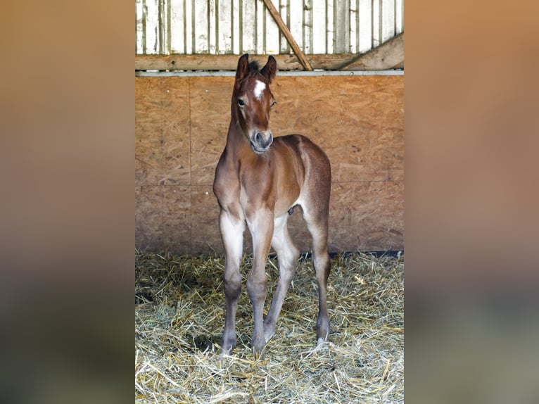 American Quarter Horse Hengst  Bruin in Friedeburg