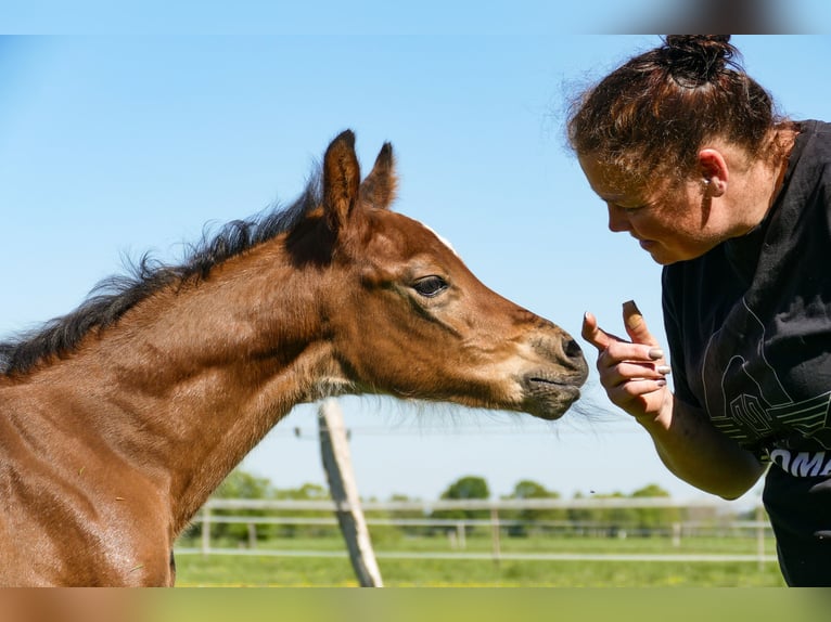American Quarter Horse Hengst  Bruin in Friedeburg